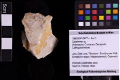 Foto (Objekt + Etiketten) von Galatheites sp. (NHMW-GEO-1990-0041-0477)